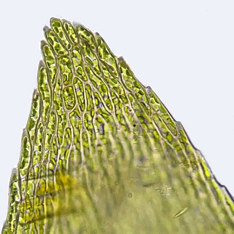 Hygrohypnum ochraceum